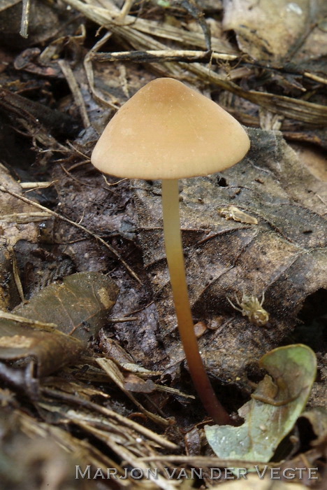 Hoornsteeltaailing - Marasmius cohaerens