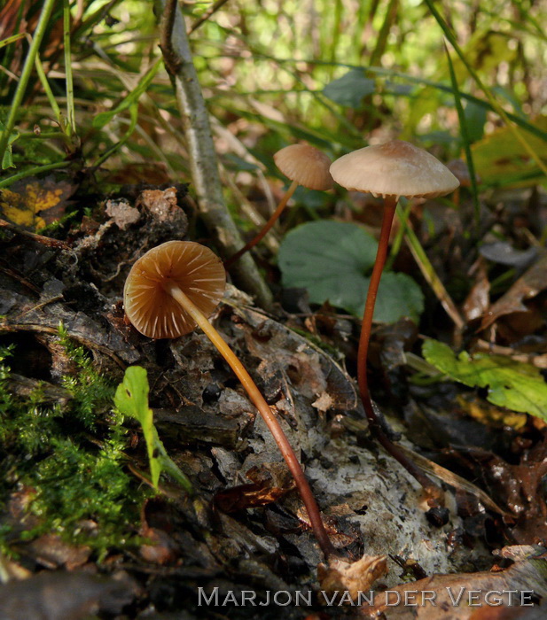 Hoornsteeltaailing - Marasmius cohaerens