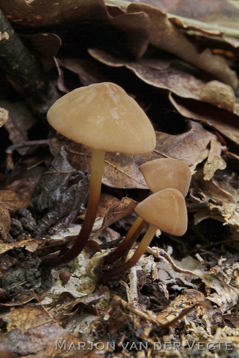 Hoornsteeltaailing - Marasmius cohaerens