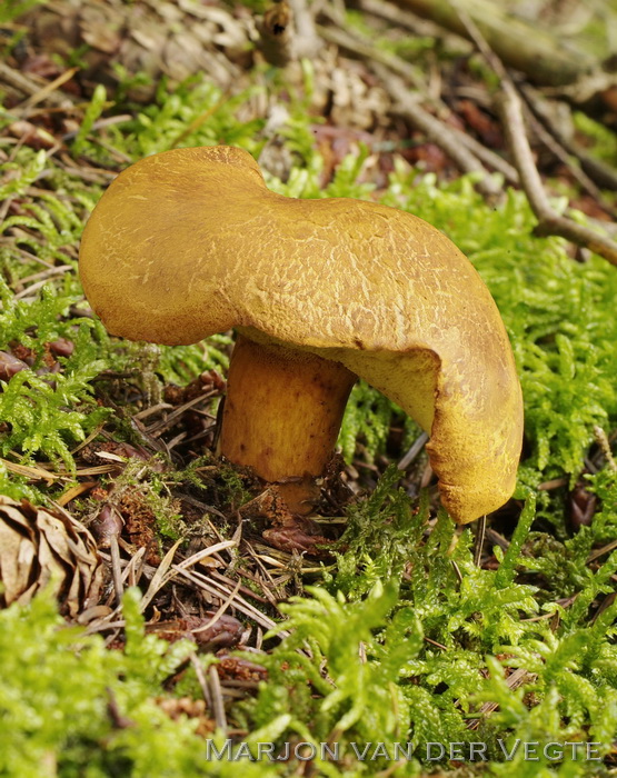 Houtboleet - Pulveroboletus lignicola