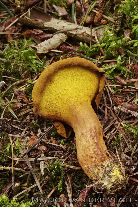 Houtboleet - Pulveroboletus lignicola