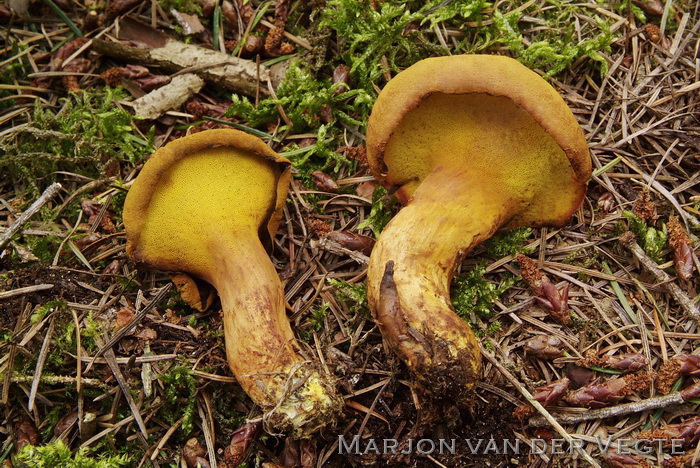 Houtboleet - Pulveroboletus lignicola