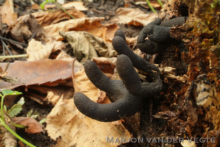 Houtknotszwam - Xylaria polymorpha