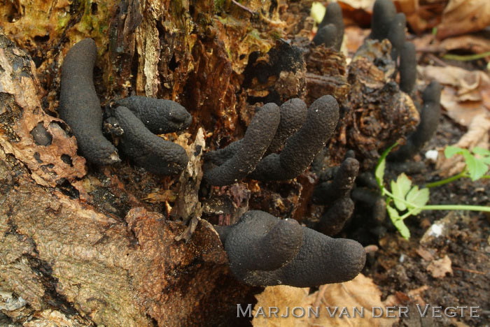 Houtknotszwam - Xylaria polymorpha