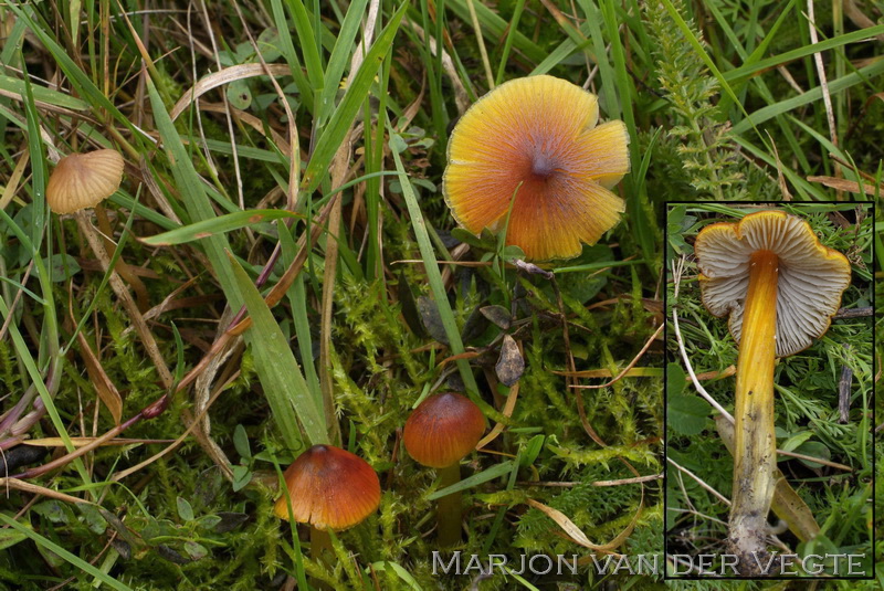 Zwartwordende wasplaat - Hygrocybe conica f. pseudoconica