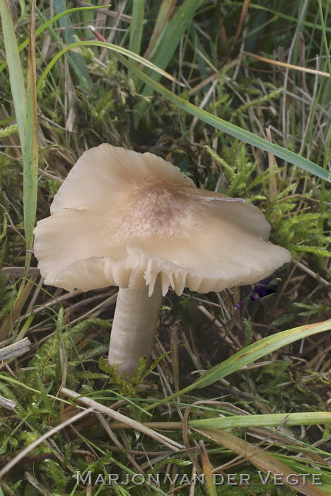 Ridderwasplaat - Hygrocybe fornicata var. streptopus