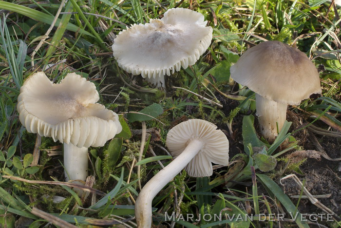 Ridderwasplaat - Hygrocybe fornicata var. streptopus