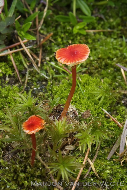 Hooilandwasplaat - Hygrocybe glutinipes var. rubra