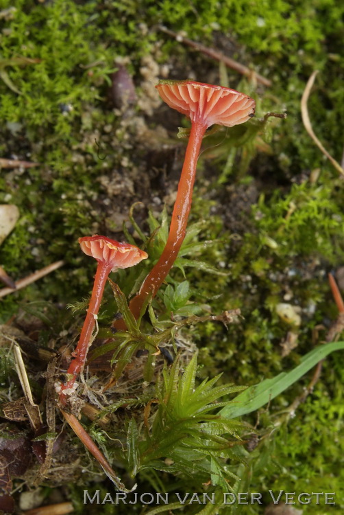 Hooilandwasplaat - Hygrocybe glutinipes var. rubra