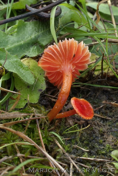 Hooilandwasplaat - Hygrocybe glutinipes var. rubra