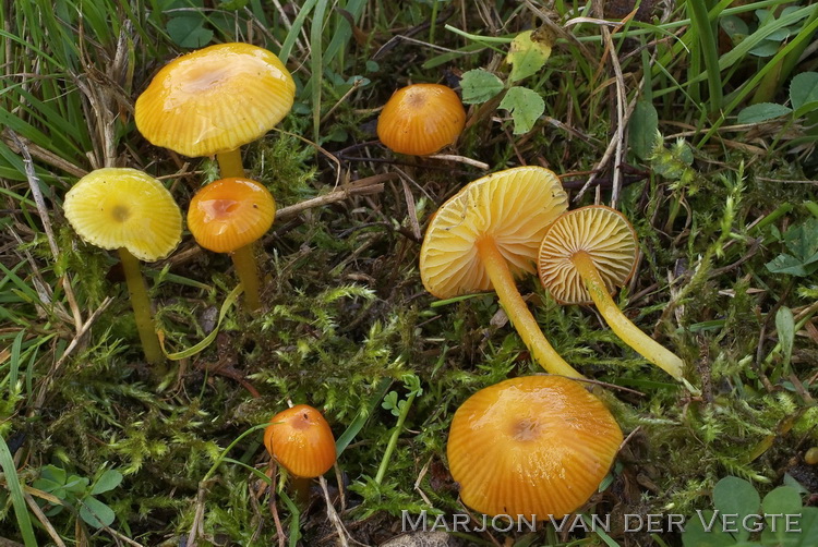 Hooilandwasplaat - Hygrocybe glutinipes