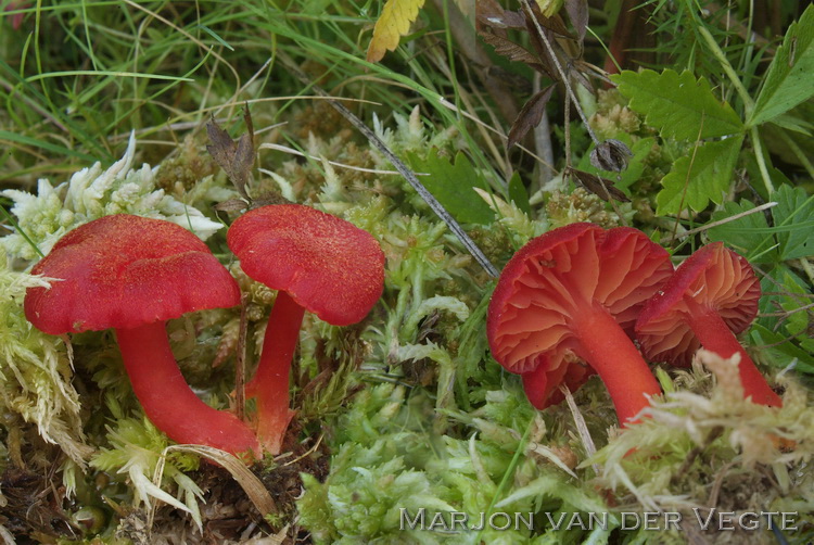 Broos vuurzwammetje - Hygrocybe helobia