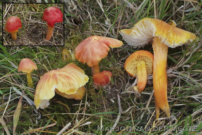 Vezelige wasplaat - Hygrocybe intermedia