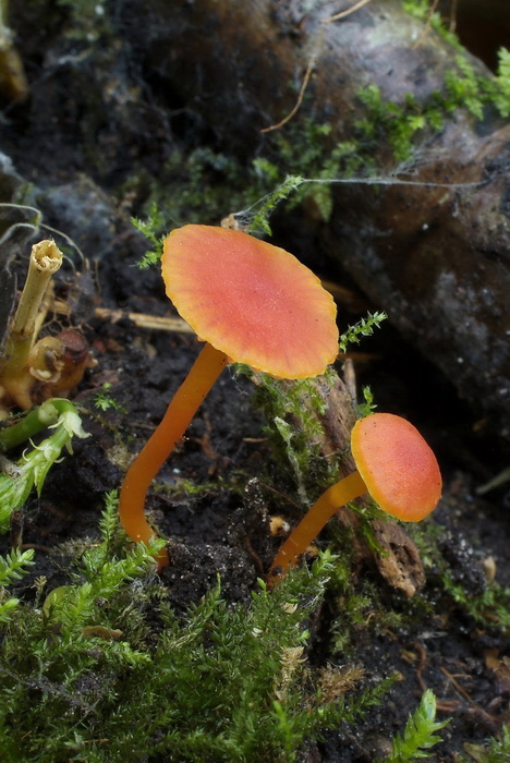 Bittere wasplaat (var. reai) - Hygrocybe mucronella var. mucronella