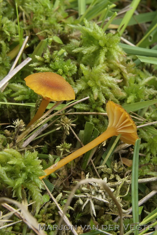 Veenmosvuurzwammetje - Hygrocybe coccineocrenata