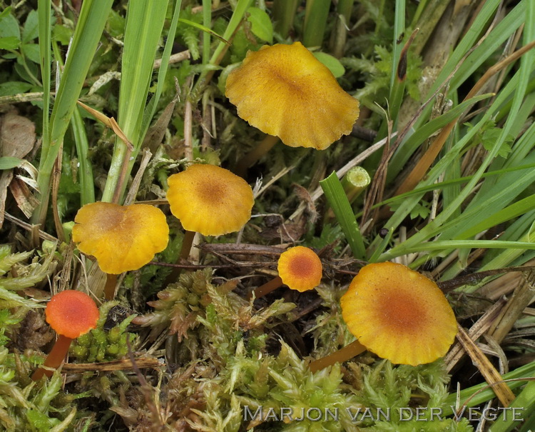 Veenmosvuurzwammetje - Hygrocybe coccineocrenata