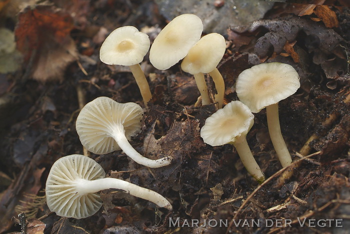 Gevlekt sneeuwzwammetje - Hygrocybe virginea var. fuscescens