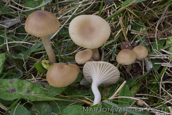 Smoezelig sneeuwzwammetje - Hygrocybe virginea ochraceopallida