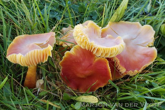 Klaprooswasplaat - Hygrocybe splendidissima