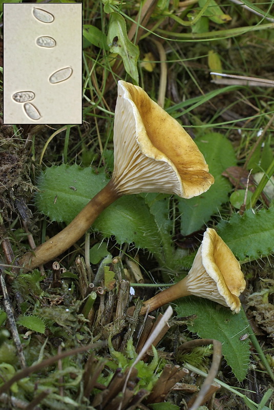 Grootsporige schijncantharel - Hygrophoropsis macrospora