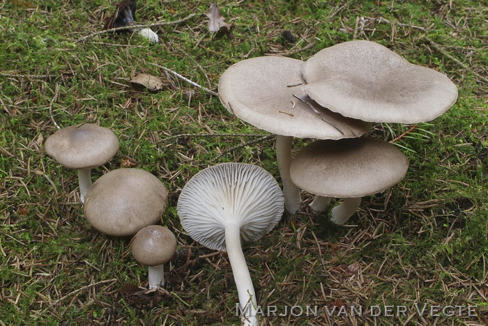 Amandelslijmkop - Hygrophorus agathosmus