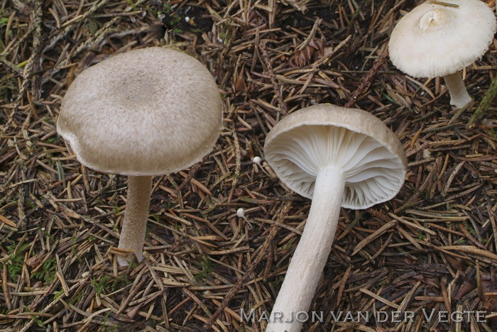 Amandelslijmkop - Hygrophorus agathosmus