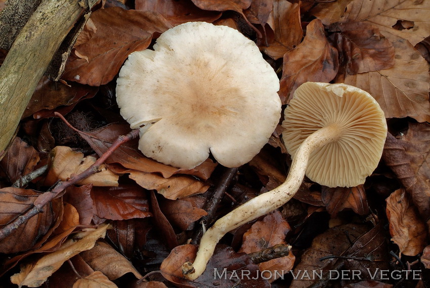 Viltige slijmkop - Hygrophorus nemorensis