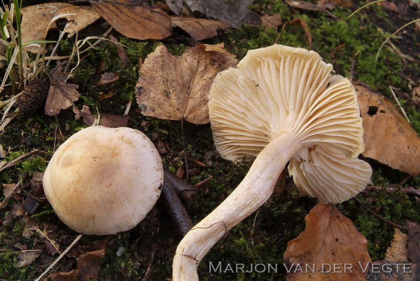 Viltige slijmkop - Hygrophorus nemorensis