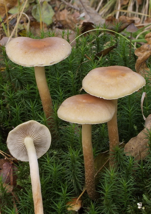 Dennenzwavelkop - Hypholoma capnoides