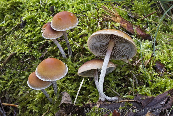 Zilversteel zwavelkop - Hypholoma dispersum