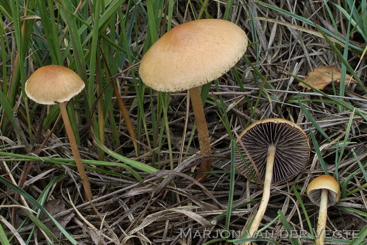 Heidezwavelkop - Hypholoma ericaeum