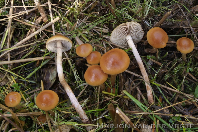 Modderzwavelkop - Hypholoma subericaeum