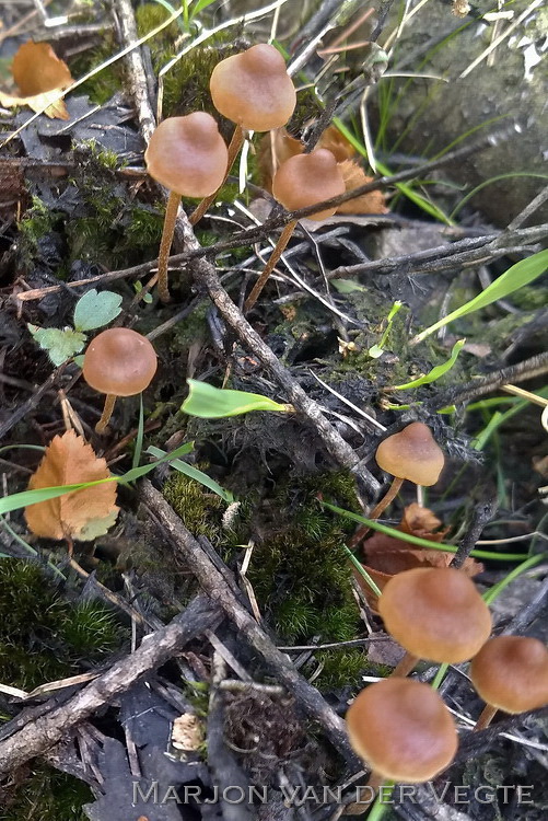 Bruine moeraszwavelkop - Hypholoma udum