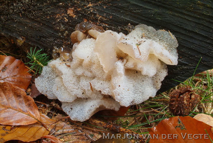 Stekeltrilzwam - Pseudohydnum gelatinosum