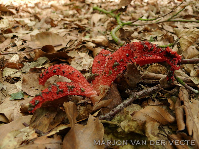 Inktviszwam - Clathrus ruber