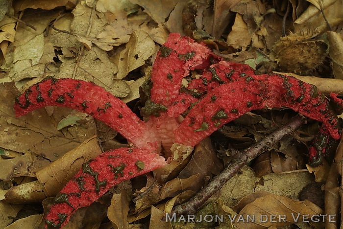 Inktviszwam - Clathrus ruber