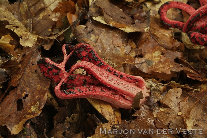 Inktviszwam - Clathrus ruber