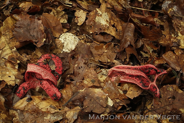 Inktviszwam - Clathrus ruber