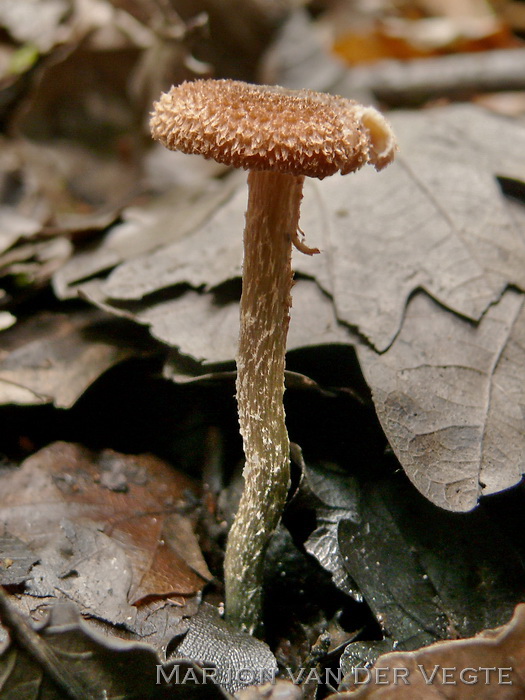 Groenvoetvezelkop - Inocybe calamistrata