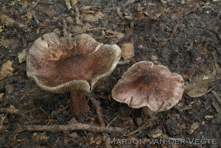 Wijnrode vezelkop - Inocybe adaequata