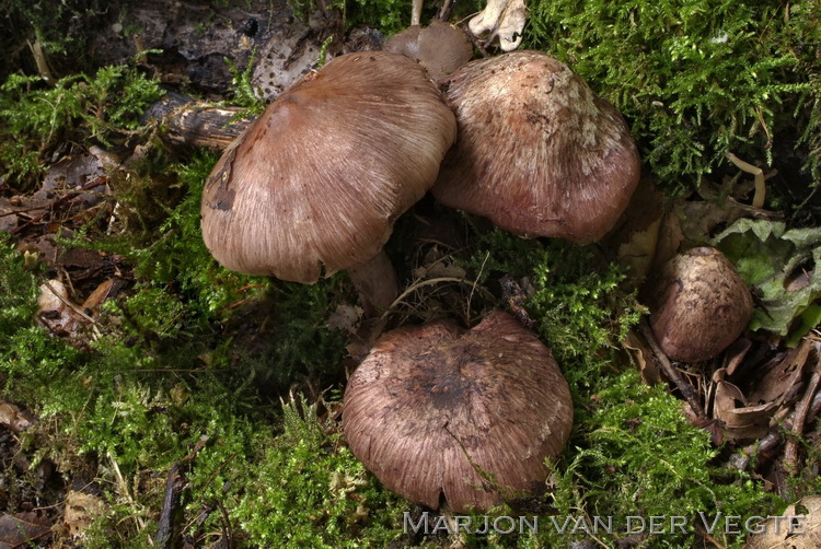 Wijnrode vezelkop - Inocybe adaequata