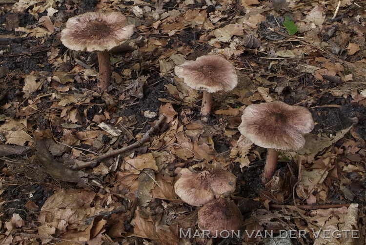 Wijnrode vezelkop - Inocybe adaequata