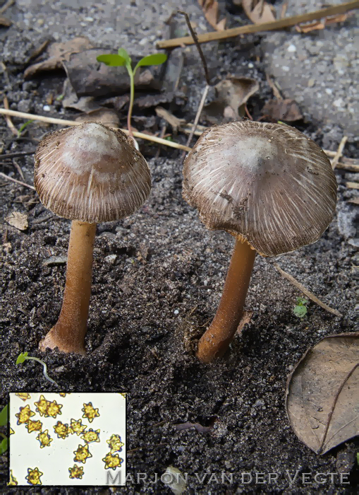 Sterspoorvezelkop - Inocybe asterospora