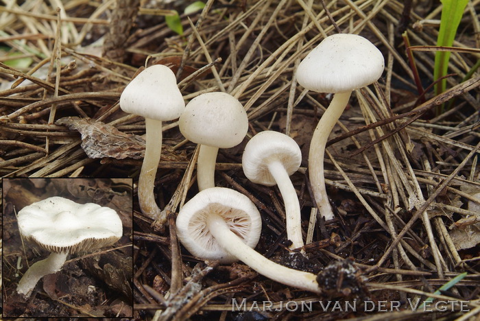 Witte satijnvezelkop - Inocybe geophylla var. geophylla