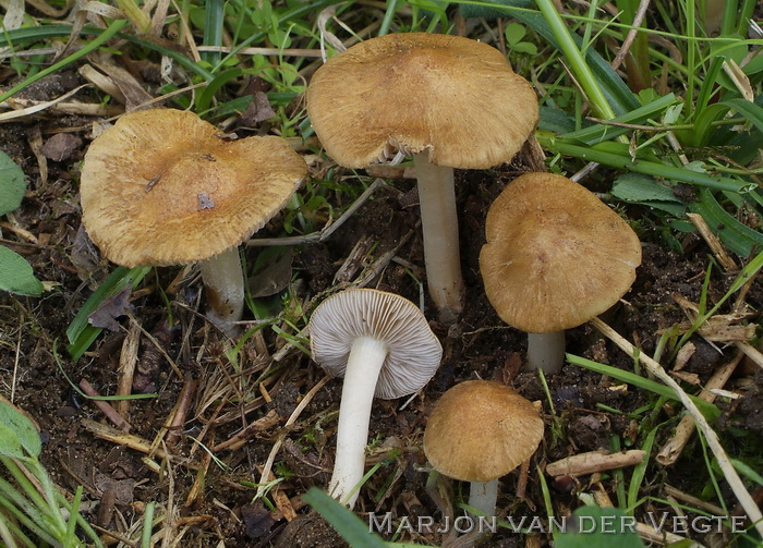 Kleinsporige vezelkop - Inocybe glabripes