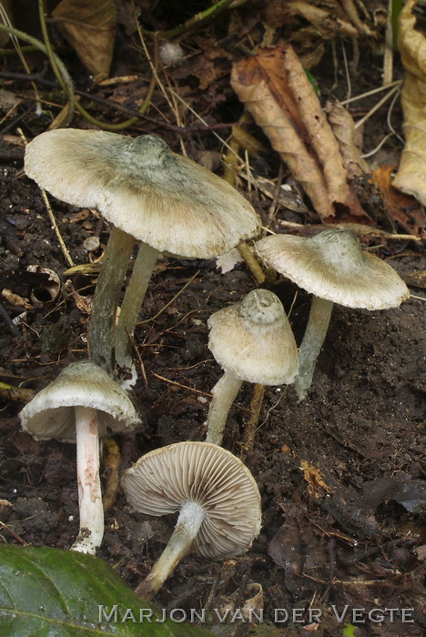 Blozende stinkvezelkop - Inocybe haemacta