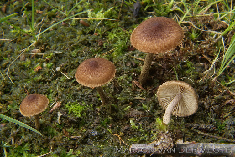 Zandpadvezelkop - Inocybe lacera var. lacera