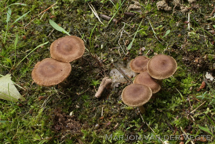 Zandpadvezelkop - Inocybe lacera var. lacera