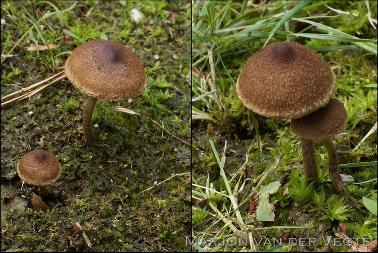 Zandpadvezelkop - Inocybe lacera var. lacera