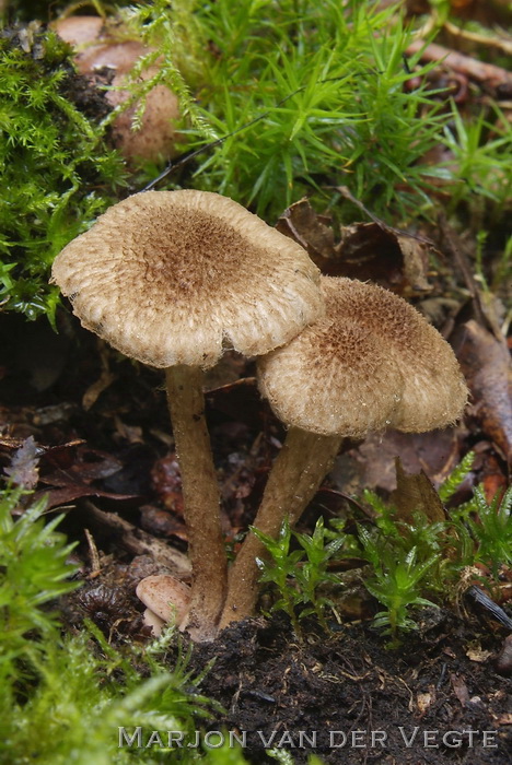 Purperbruine wolvezelkop - Inocybe leptophylla